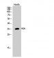9G8 Polyclonal Antibody